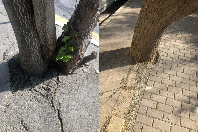 Bakıda yola asfalt döşənərkən zədələnən ağacların kökləri təmizləndi - YENİLƏNİB + FOTO